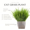 purr paw Cat Grass x4 Pack (Starts Growing in 5