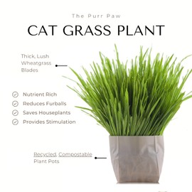 purr paw Cat Grass x4 Pack (Starts Growing in 5 Days) - Just Add Water