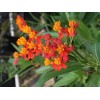 Unbranded Asclepias Curassavica-Tr