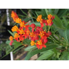 Unbranded Asclepias Curassavica-Tr