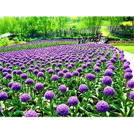 zellajake Rare Flower Seeds 100pcs Blue Purple Giant Allium Giganteum Onion Flower Seeds Garden Spring Plant Decoration