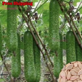 Treevale Wax Gourd, Winter Melon, Mokwa, Fuzzy Melon, Hairy Melon/Gourd SEEDS | NON-GMO - 20 Seeds No Tracking