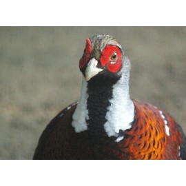 Handmade Elliot's Pheasant Taxidermy / Decoy Carving Reference Photo Cd