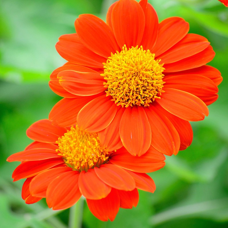 Outsidepride Orange Mexican Sunflower Plant Flower Seed - 1000 Seeds