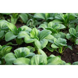 1000 Baby Bok Choy Seeds - Shanghai Green Stem - Heirloom Non-GMO Vegetable Seeds for Planting - AKA Pak Choi, Pok Choi, Chinese Cabbage