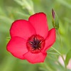 Outsidepride Flax Scarlet - 5000 Seeds