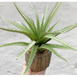 Nearly Natural Aloe Succulent Artificial Plant，10" Tall Realistic Agave Plant with Stone Pot， Green Faux Aloe Agave Plant for Home Shelf Office Décor