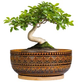 G EPGardening Bonsai Pots- 8 Inch Ceramic Succulent Planter with Drainage and Plant Saucer, Shallow Round Planter Bowl for Indoor Plants Flower, Boho Room Decor, Birthday Gifts, Brown