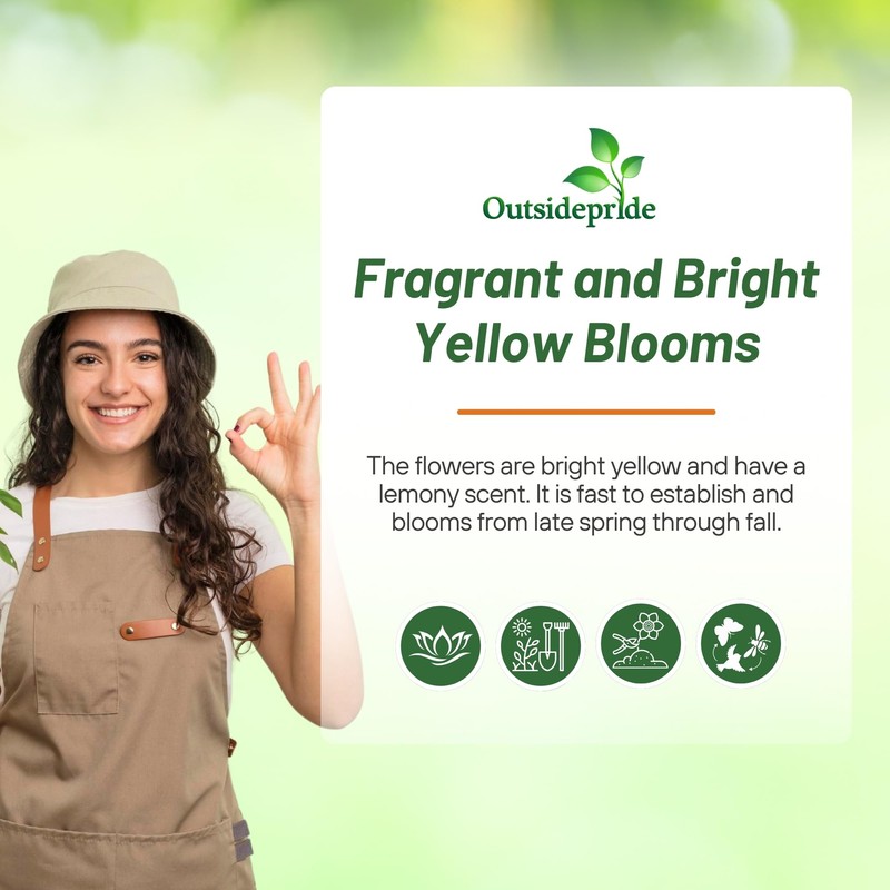 Outsidepride Dahlberg Daisy Seeds for Planting – 5000 Pcs Annual,