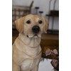 Hi-Line Gift Sitting Brown Labrador, Beige