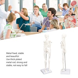 Mini Skeleton Modelo, Modelo de mini esqueleto de 45 cm Estructura ósea del cuerpo humano con patas de brazos móviles y representa la clínica de laboratorio de clase
