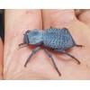 Unbranded Flawed Blue Death Feigning Beatlee (Group of 20!) WHOLESALE