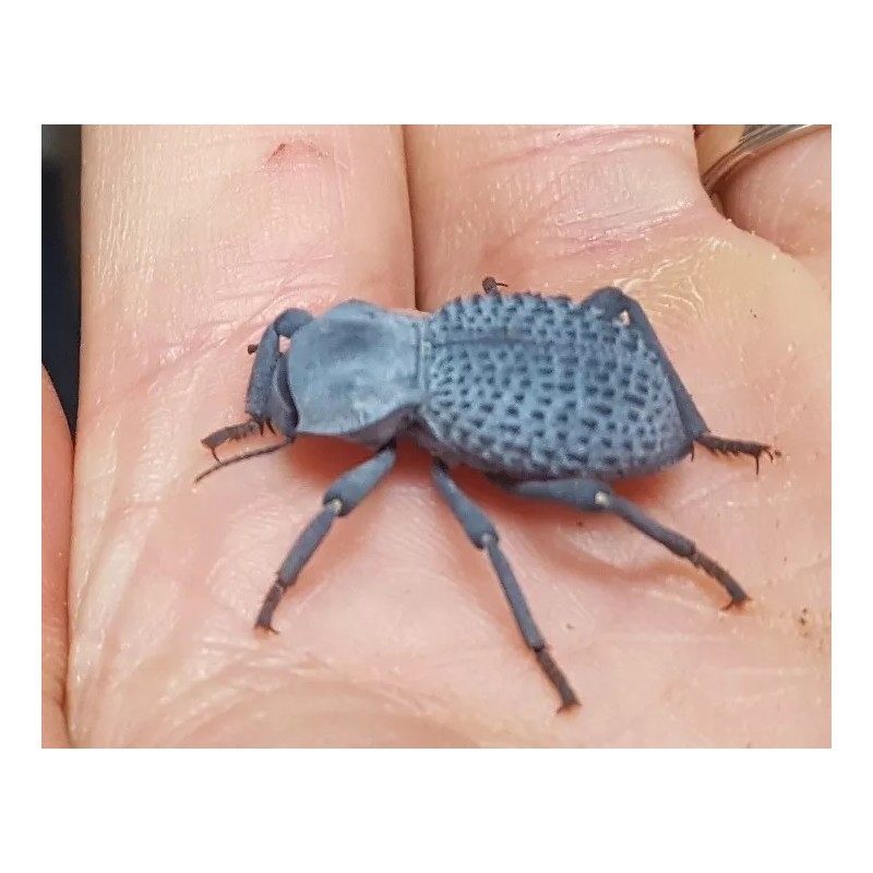 Unbranded Flawed Blue Death Feigning Beatlee (Group of 20!) WHOLESALE