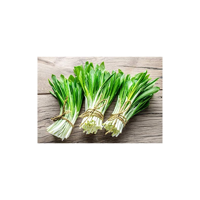 Wild Garlic Ramsons Bear Leek Wild Onion Seeds for Planting