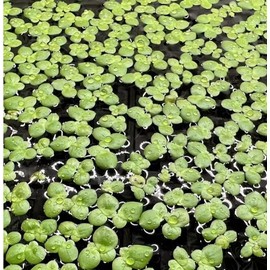 Giant Duckweed, Live Aquarium Floating Plant, Spirodela polyrhiza (100 Plants)