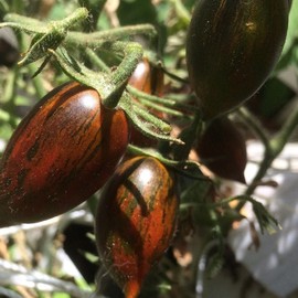 Brad's Atomic Grape Tomato Seeds - Packet of 20 Seeds