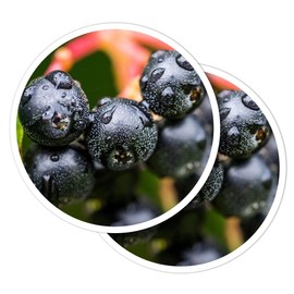 Vinyl Round Stickers (Set of 2) 7.5cm - Black Chokeberry Fruit Plant Nature for Laptops, Tablets, Luggage, Scrap Booking, Fridges #52642