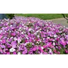 1000 Seeds Pack Petunia Multiflora Hybrida F2 Colorama Mixed -