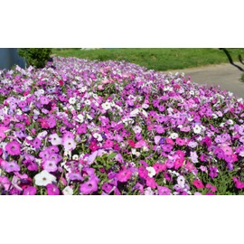1000 Seeds Pack Petunia Multiflora Hybrida F2 Colorama Mixed - Vibrant Annual Flowers for Hanging Baskets, Pots, and Garden Beds