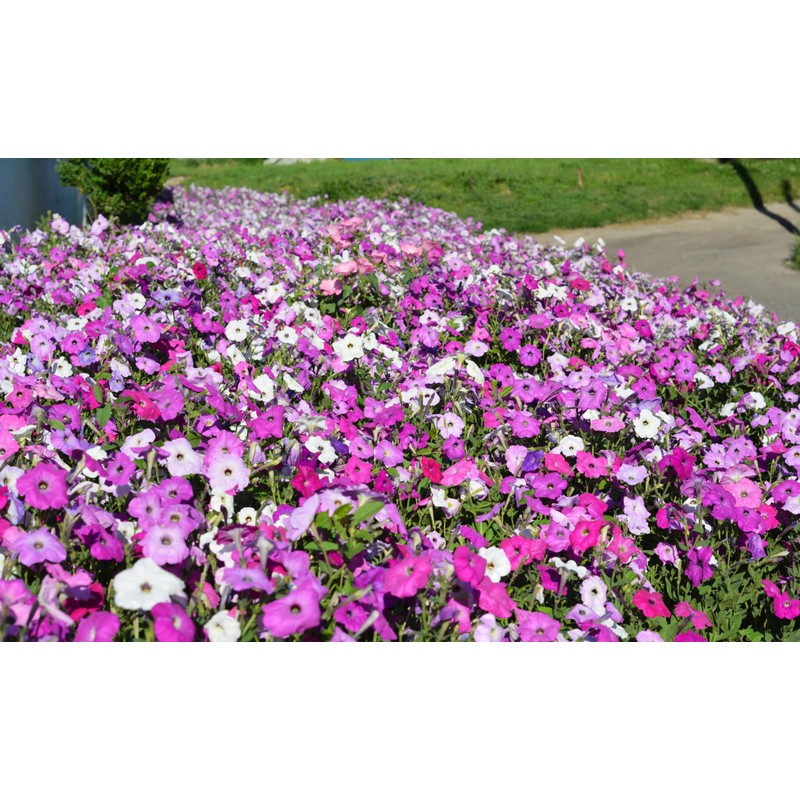 1000 Seeds Pack Petunia Multiflora Hybrida F2 Colorama Mixed -