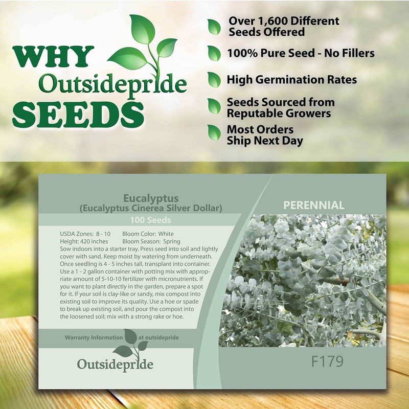 Outsidepride 25 Seeds Perennial Eucalyptus Silver Dollar Tree Seeds for