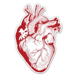 Anatomical Heart - 3" Vinyl Sticker - for Car Laptop Water Bottle Phone - Waterproof Decal