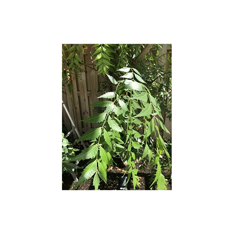 Fresh Neem Leaves (Margosa or Azadirachta Indica) 100-120 Leaves