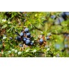 Pure Herbs: Juniper Berries - 4 oz.