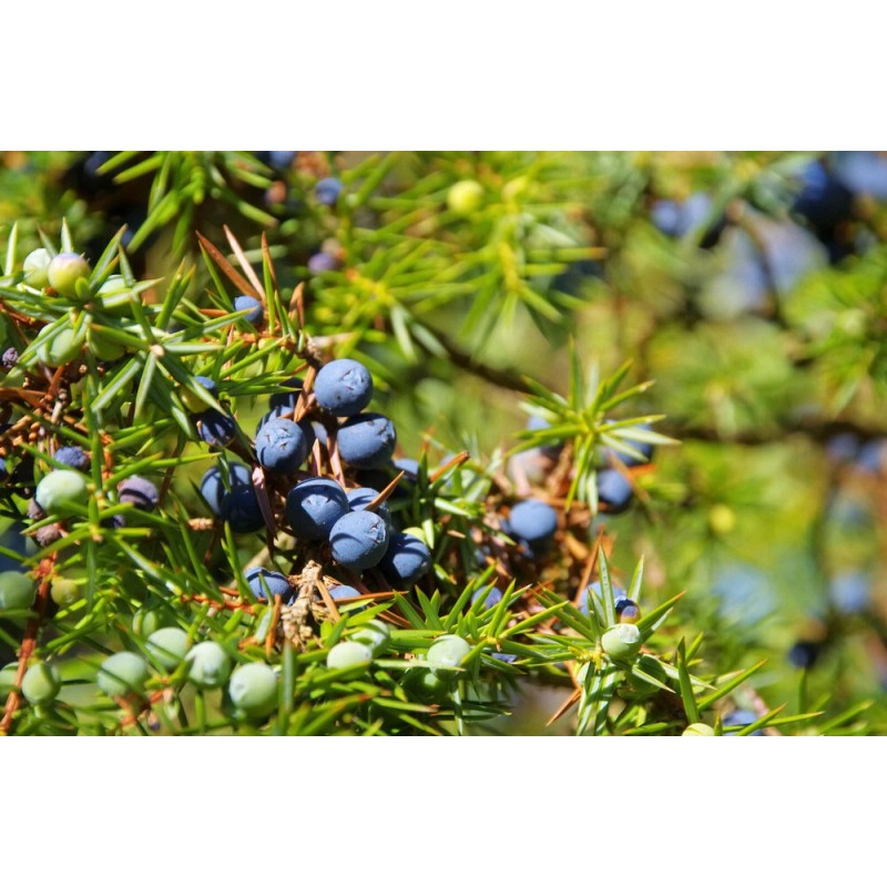 Pure Herbs: Juniper Berries - 4 oz.
