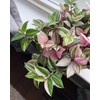 Pink Wandering Jew Plant Live 4 Inches Pot