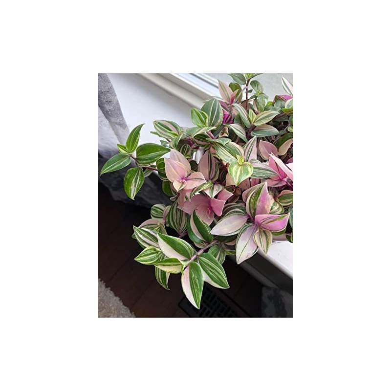 Pink Wandering Jew Plant Live 4 Inches Pot