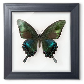 ITrixgan Taxidermy Framed Real Butterfly Taxidermy, Butterfly Specimen For Science Class Insect Lover, Gothic Home Decor Wall Decor, Taxidermia Goth Room Shelf Decor, Gothic Wall Art