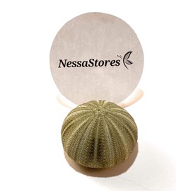 NESSASTORES Green Sea Urchins Seashells Beach Wedding Nautical Craft 1"- 2" #JC-029 (24 pcs)