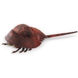 Folkmanis Horsehoe Crab Hand Puppet