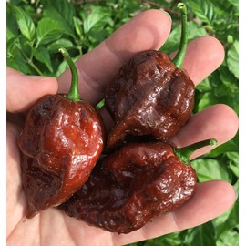 Kraken Scorpion Pepper Premium Seed Packet