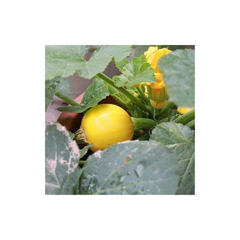 Zucchini Yellow Round Summer Squash 10 Seeds Non-GMO Vegetable