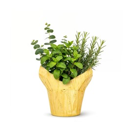 Live Aromatic and Healthy Herb Combo in Deco Cover - Breathe Better, Combo Includes Eucalpytus, Mint, and Rosemary, 12" Tall by 6" Wide in 1.25 Quart Pot