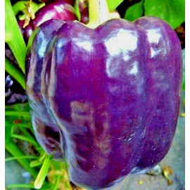 Little Seed Store 101+PURPLE Beauty Sweet BELL PEPPER Seed Organic Vegetable Garden Container Easy
