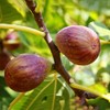 Generic The Brown Turkey Fig Tree, Fruit Bearing, Self-Pollinating, Hardy,