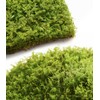 Live Moss – Eurohypnum Moss (3 Sheets, Each Approx. 3.5"x7")