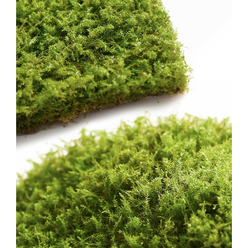 Live Moss – Eurohypnum Moss (3 Sheets, Each Approx. 3.5"x7")