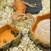 Reptile Worm Water Bowl, Medium Size Resin Rock Dish Plate,