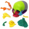 EVOTECH SCIENTIFIC Mini Skull Model, Didactic 15-Piece Palm-sized Anatomy Skull