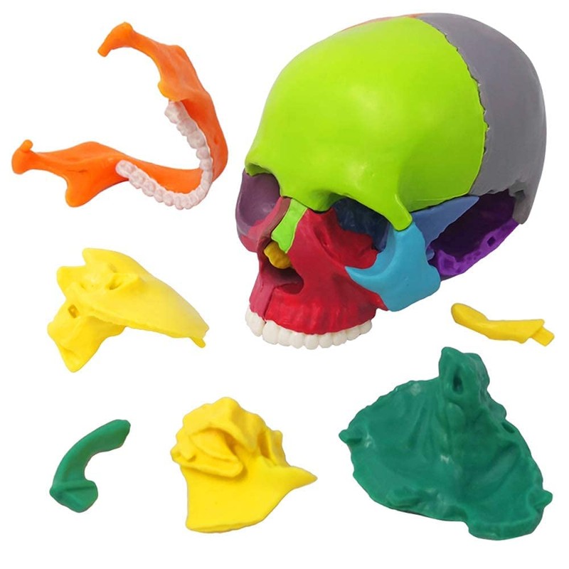 EVOTECH SCIENTIFIC Mini Skull Model, Didactic 15-Piece Palm-sized Anatomy Skull