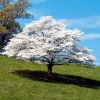 Tree White Flowering Dogwood Tree - 24-36" Tall Live Plant