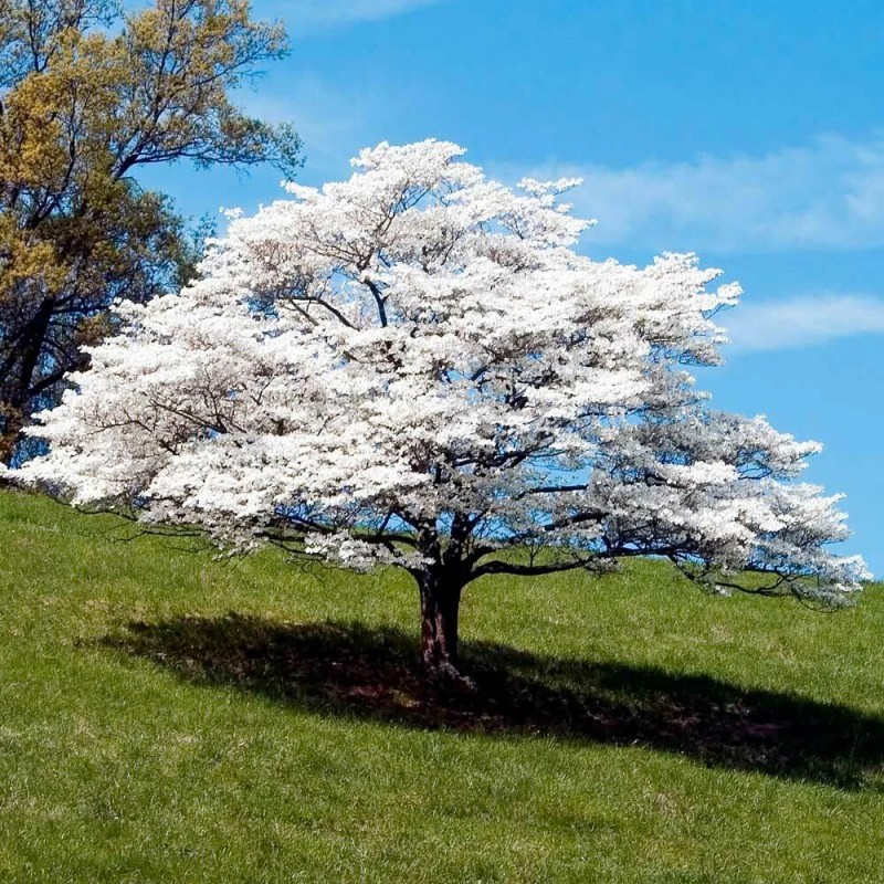 Tree White Flowering Dogwood Tree - 24-36" Tall Live Plant