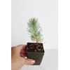 Generic Mini Bonsai Tree Starter Plant Gift Pinus Eldarica Aleppo