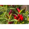 SeedsUP - 30+ Seeds Jalapeno Chili Pepper - Vegetable Green