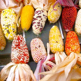 TomorrowSeeds - Rainbow Mix Strawberry Popcorn (Ornamental Corn) Seeds - 150+ Count - For 2025 Planting Strawberry DeLite Mix Mini Popping Kernels Crafting Indian Heirloom Vegetable Grow Your Own Home