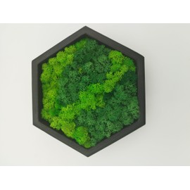 LoveLasy Bicolour Moss Wall Picture Hexagon for Home and Office Moss Picture